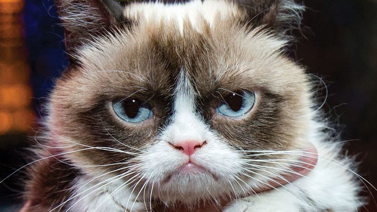 grumpy cat.jpg